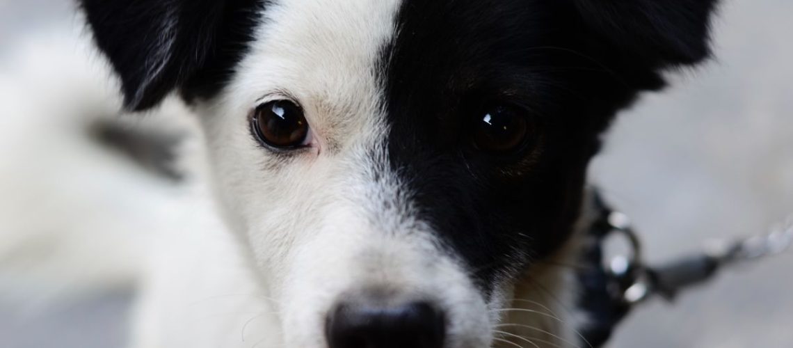 Black and White Dog Names-WildCreaturey