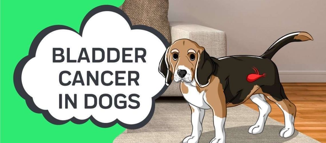 Bladder Cancer In Dogs - WildCreaturey