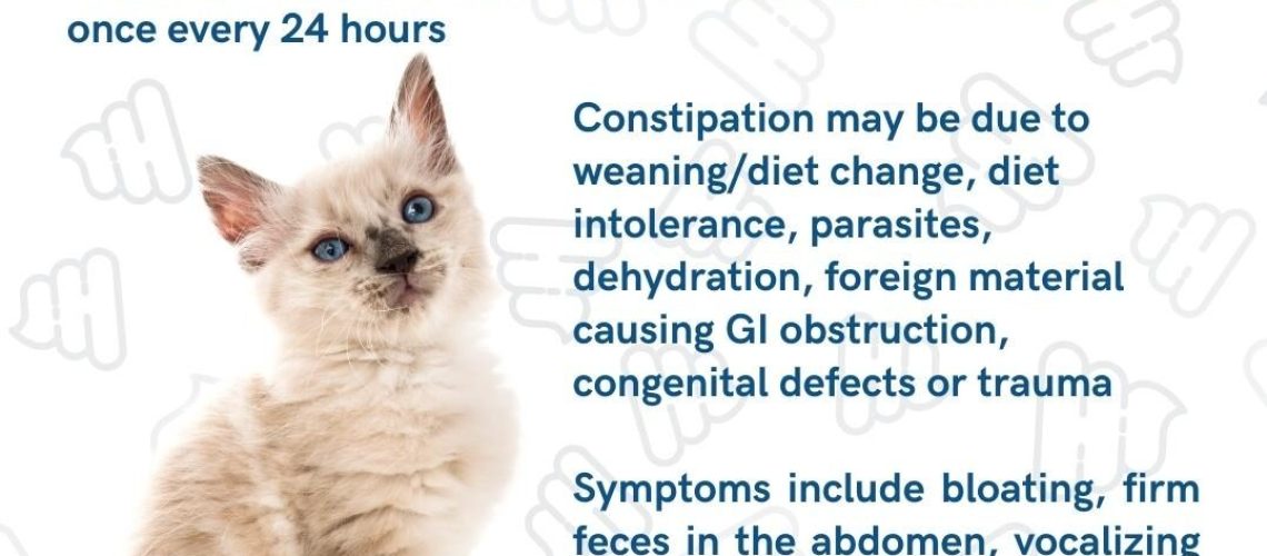 Kitten Constipation: Causes Symptoms and Treatment