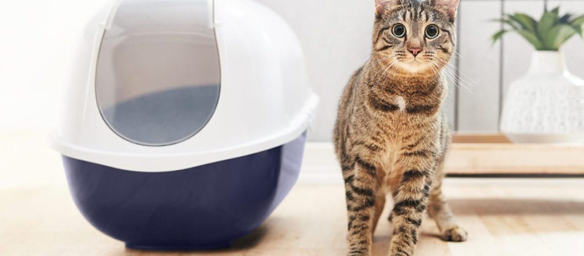 Litter Troubles? Easy Fixes for Common Litter Box Issues