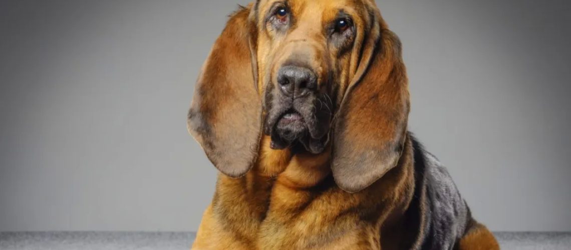 Bloodhound: Dog Breed Characteristics & Care-WildCreaturey