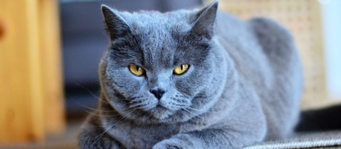 Blue Beauties: Cat Breeds With Dreamy Blue Coats