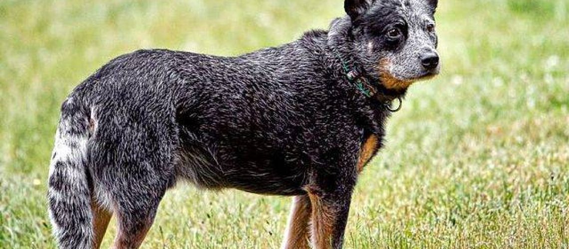 Blue Heeler (Australian Cattle Dog): Dog Breed Characteristics & Care-WildCreaturey