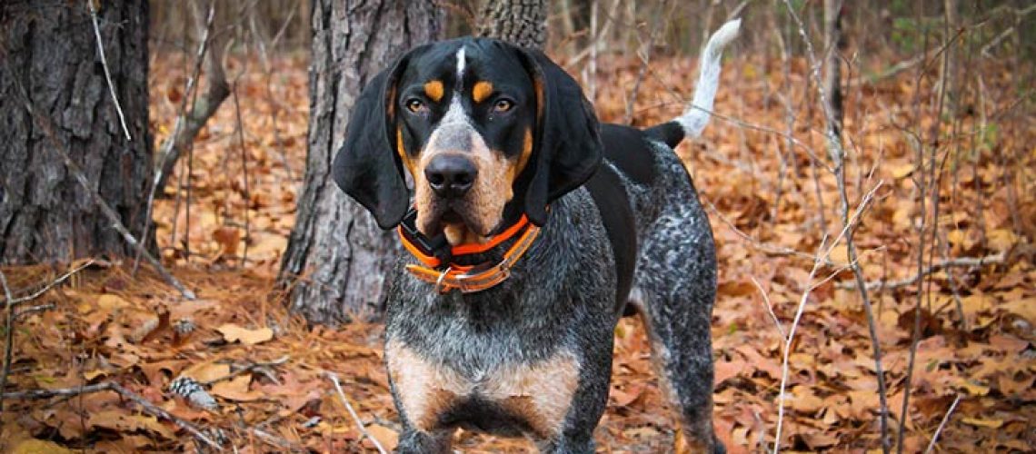 Bluetick Coonhound: Dog Breed Characteristics & Care-WildCreaturey