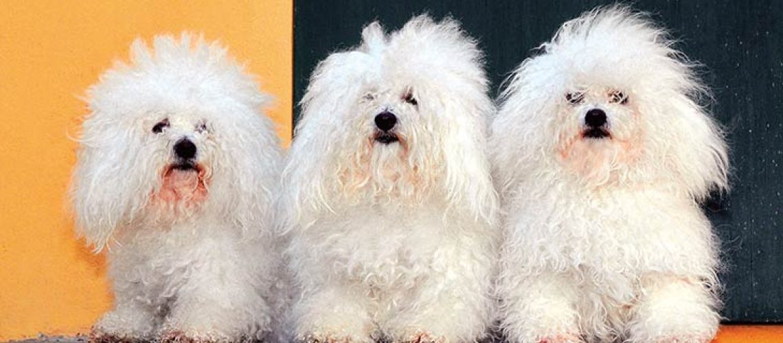 Bolognese (Bolo): Dog Breed Characteristics & Care-WildCreaturey