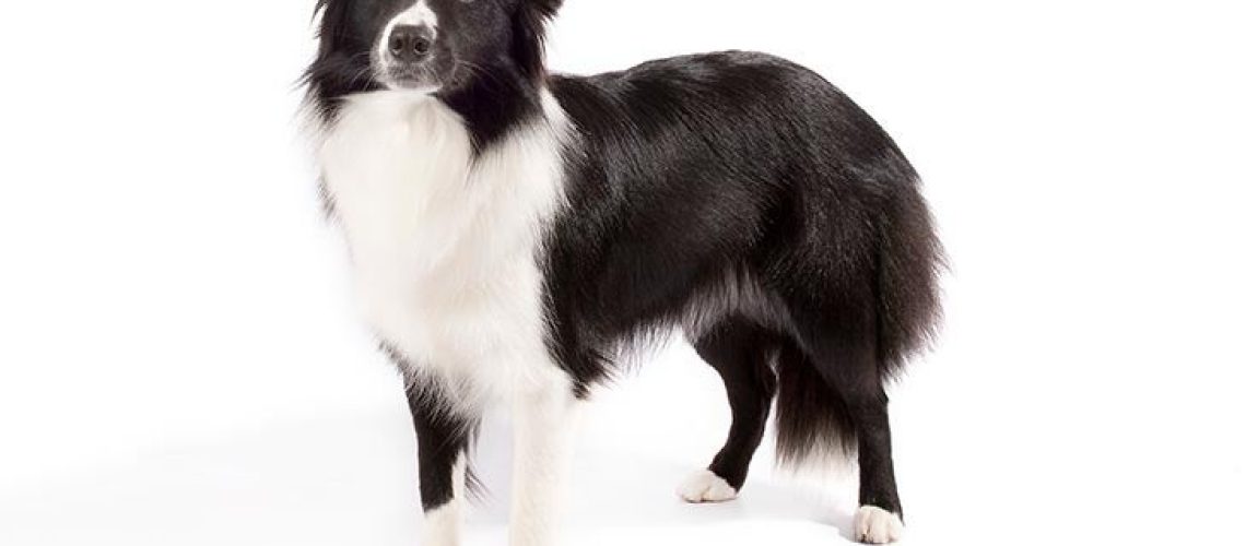 Border Collie: Dog Breed Characteristics & Care-WildCreaturey