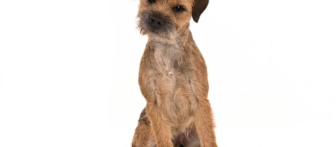 Border Terrier: Dog Breed Characteristics & Care-WildCreaturey