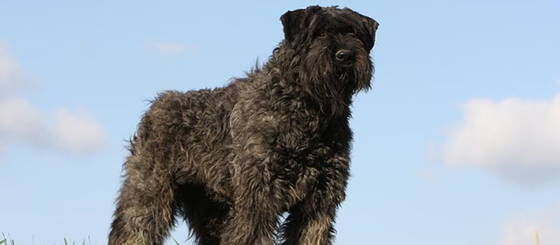 Bouvier des Flandres: Dog Breed Characteristics & Care-WildCreaturey