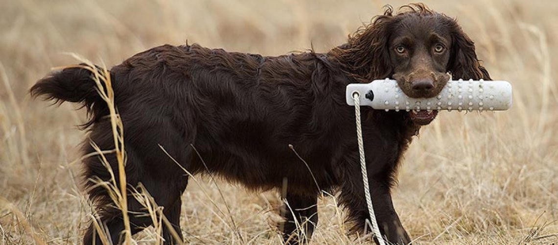 Boykin Spaniel: Dog Breed Characteristics & Care-WildCreaturey