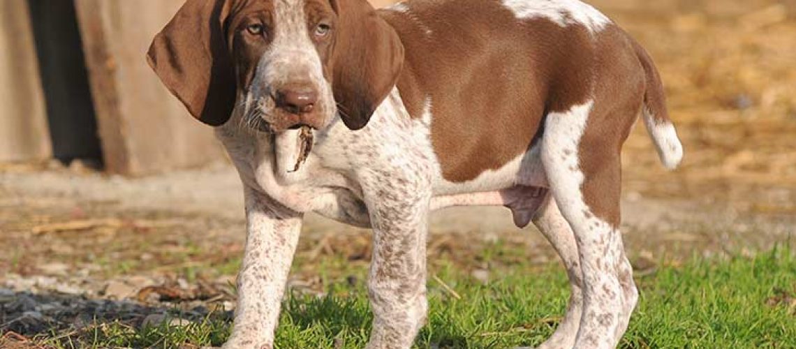 Bracco Italiano: Dog Breed Characteristics & Care-WildCreaturey