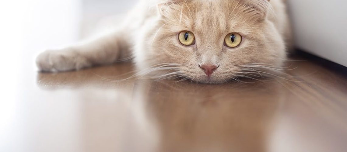 Brainy Matters: Understanding Encephalitis in Cats