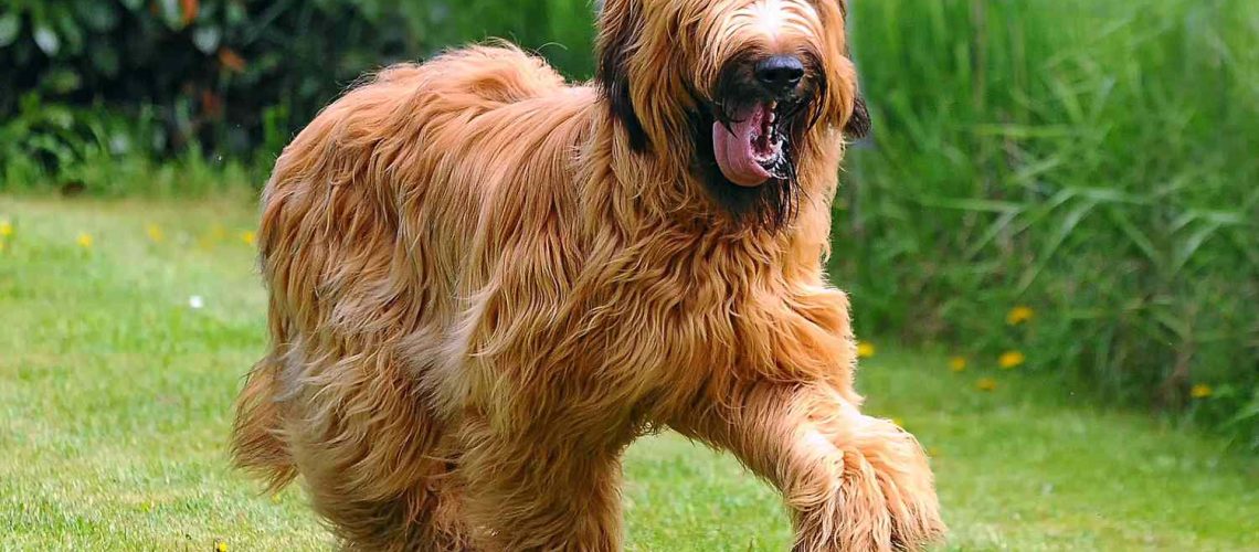 Briard: Dog Breed Characteristics & Care-WildCreaturey