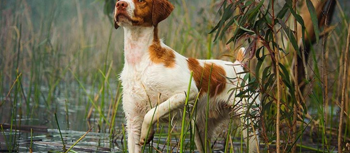 Brittany: Dog Breed Characteristics & Care-WildCreaturey