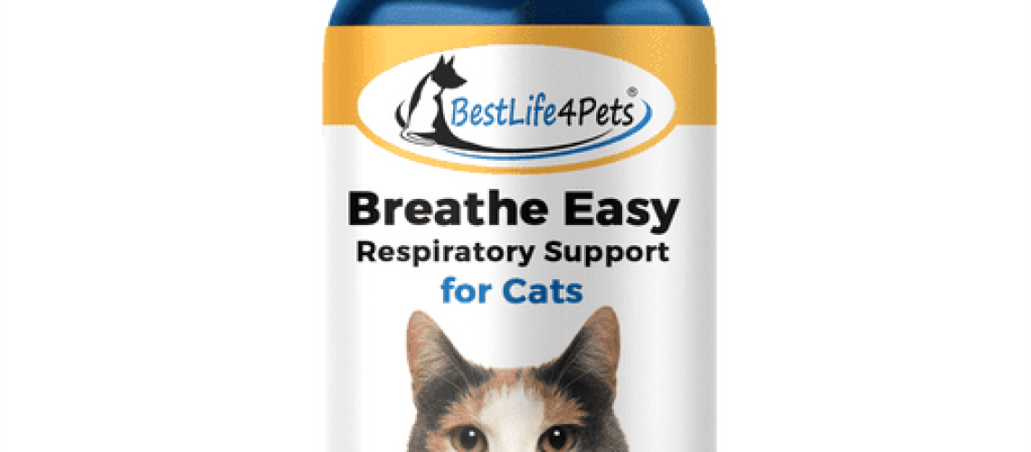 Bronchitis in Cats: Breathing Easy Again