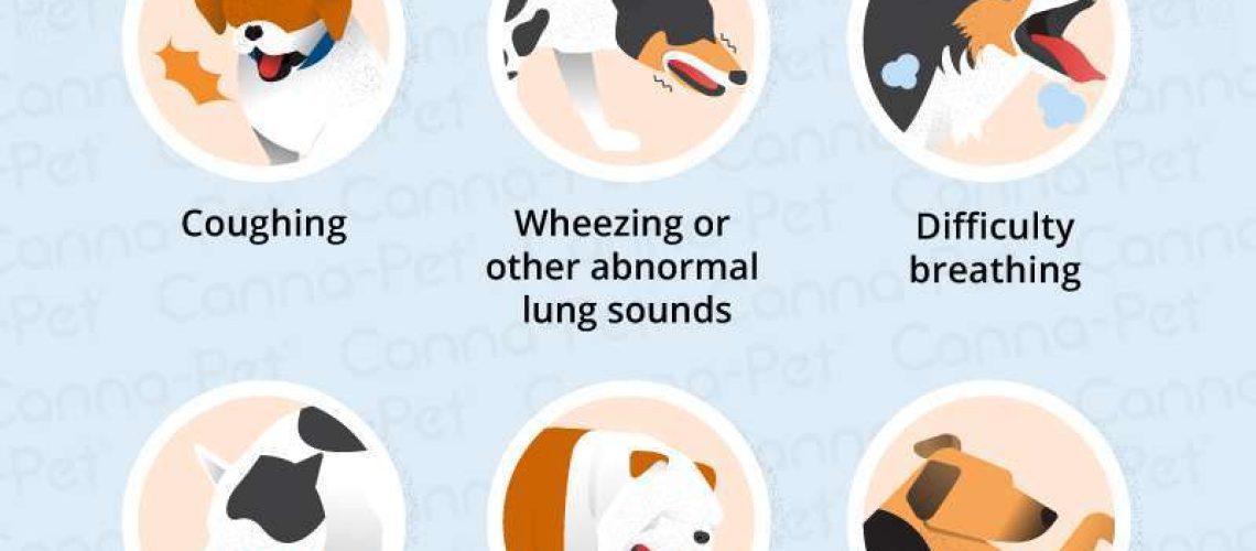 Bronchitis in Dogs-WildCreaturey