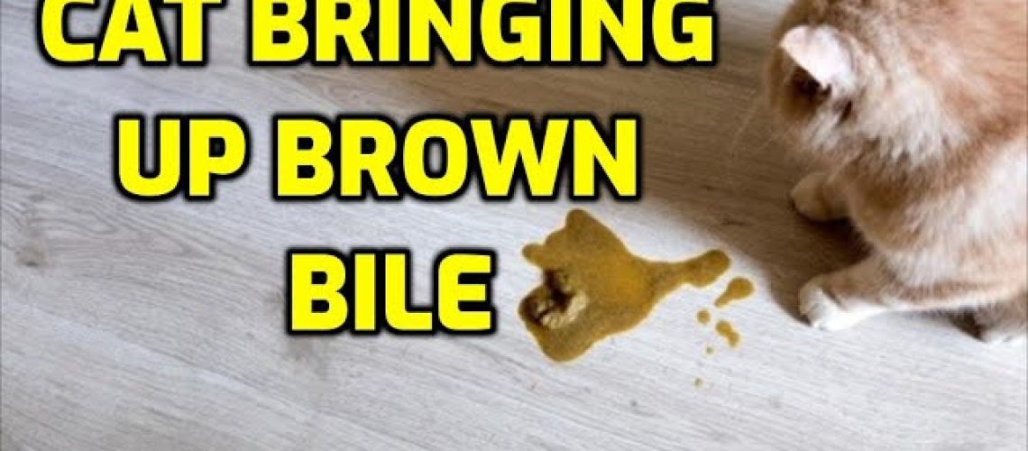 Brown Mystery: Why Cats Vomit Brown Liquid