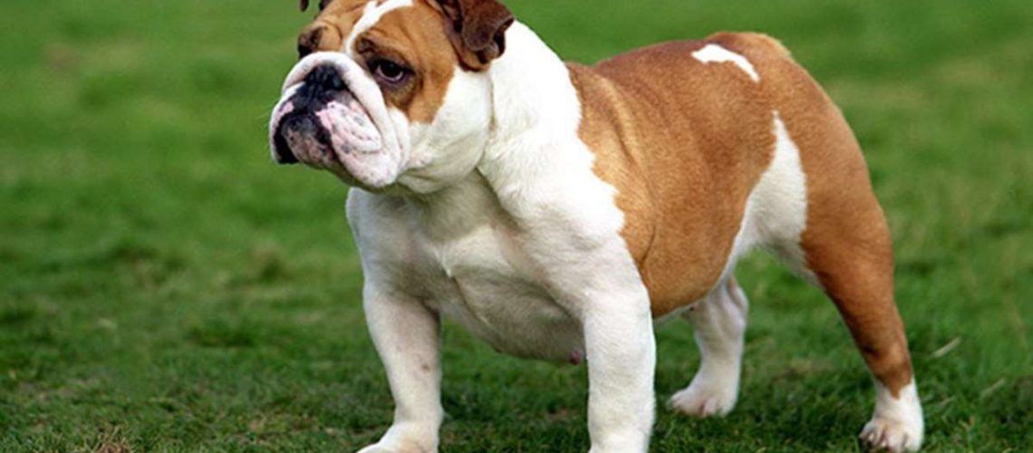 Bulldog (English Bulldog): Dog Breed Characteristics & Care-WildCreaturey