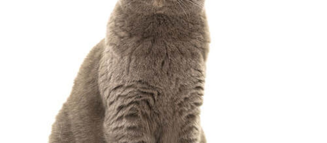 British Shorthair Cats: Gentle Giants of the Feline World