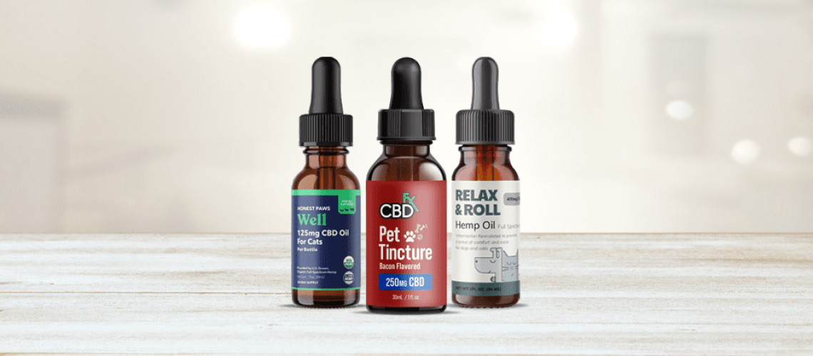 CBD Magic: Is It the Right Choice for Your Cat?