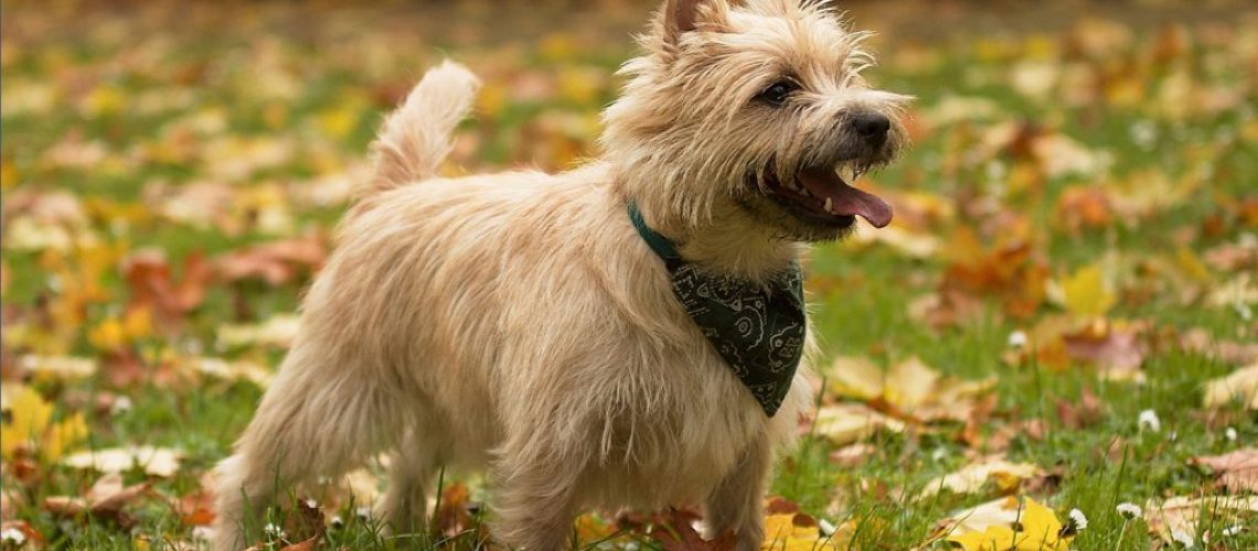 Cairn Terrier: Dog Breed Characteristics & Care-WildCreaturey