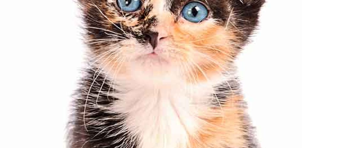 100 Calico Cat Names for Your Beautiful Kitty