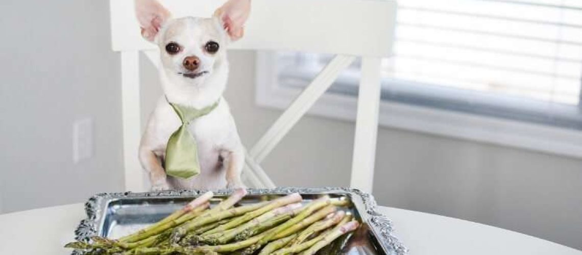 Can Dogs Eat Asparagus?-WildCreaturey