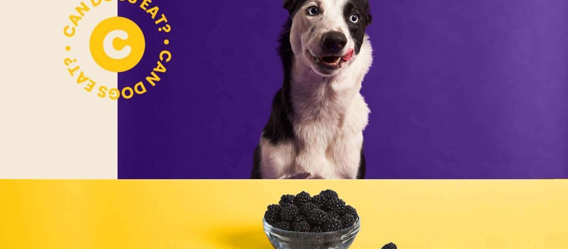 Can Dogs Eat Blackberries?-WildCreaturey