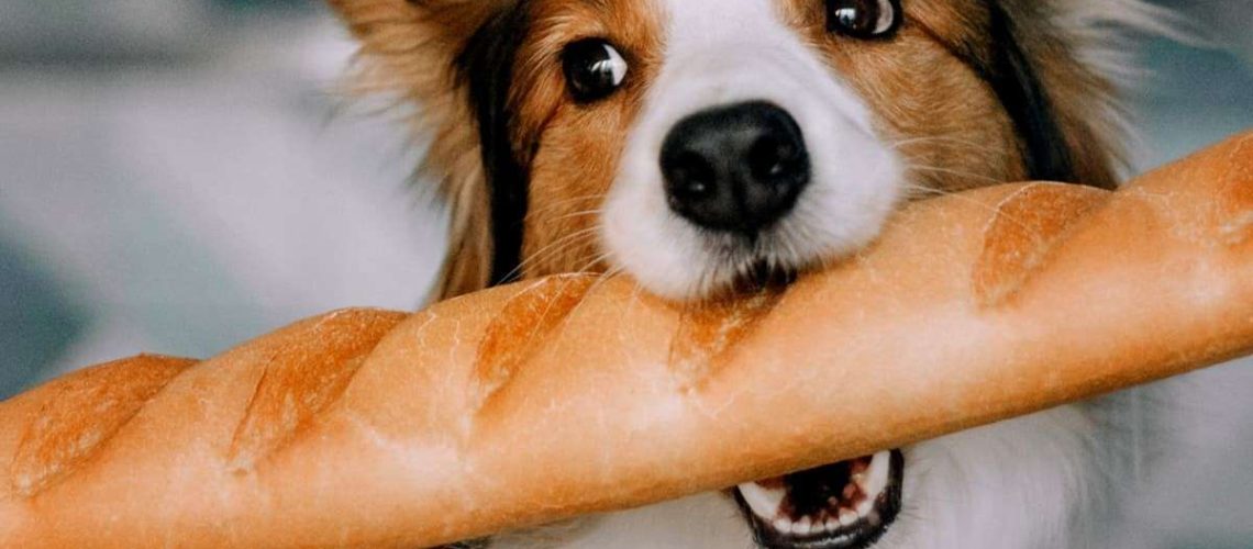 Can Dogs Eat Bread?-WildCreaturey