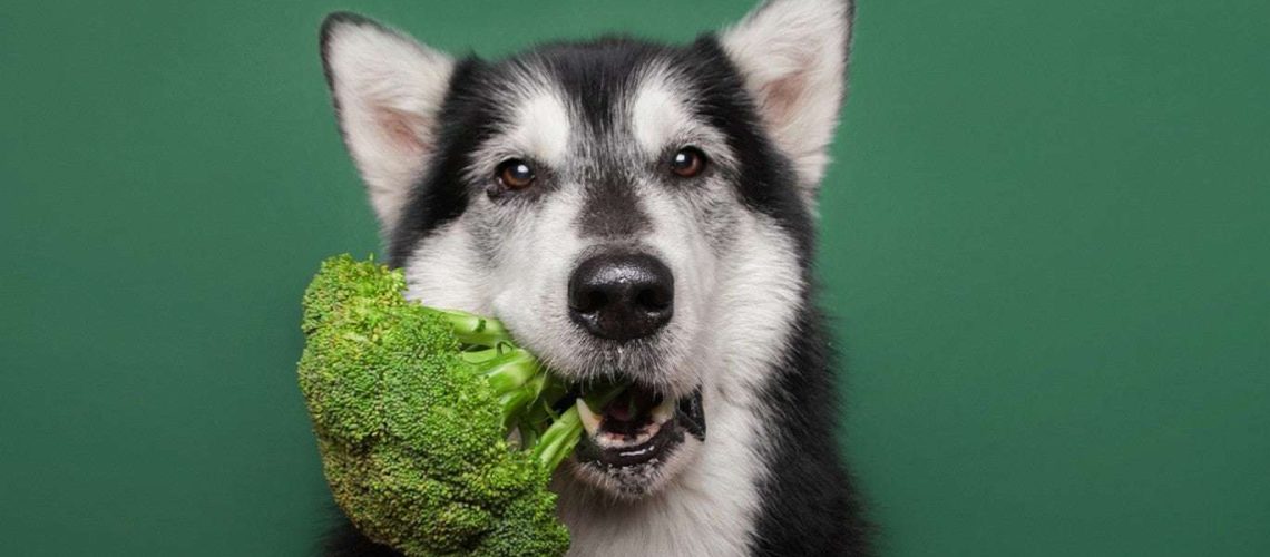 Can Dogs Eat Broccoli?-WildCreaturey