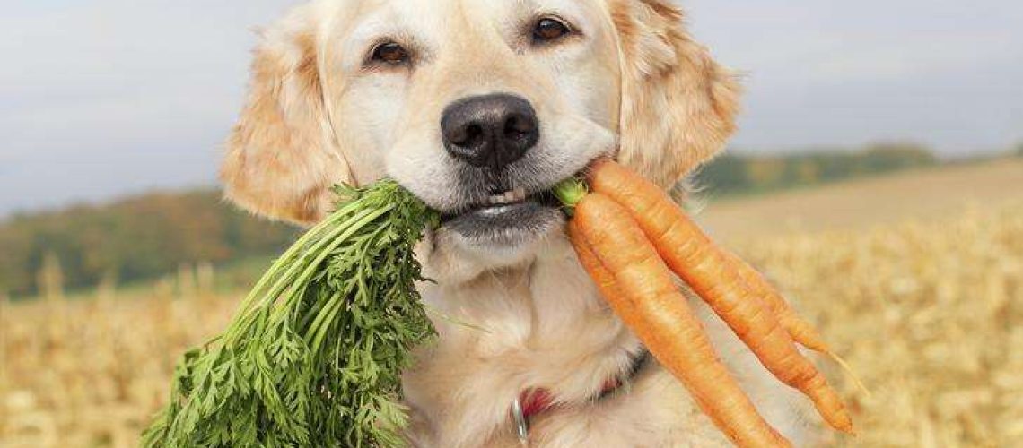 Can Dogs Eat Carrots?-WildCreaturey