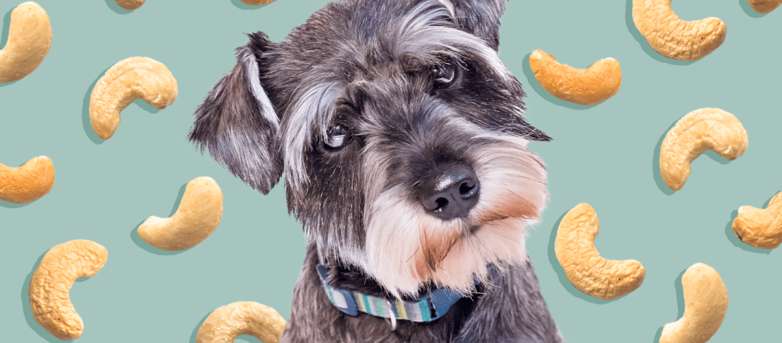 Can Dogs Eat Cashews?-WildCreaturey