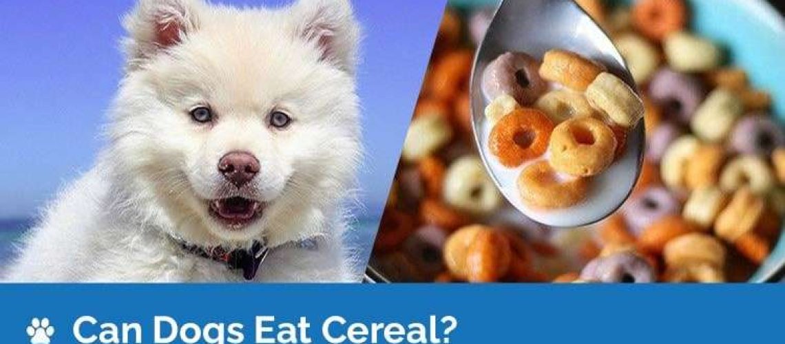 Can Dogs Eat Cereal?-WildCreaturey