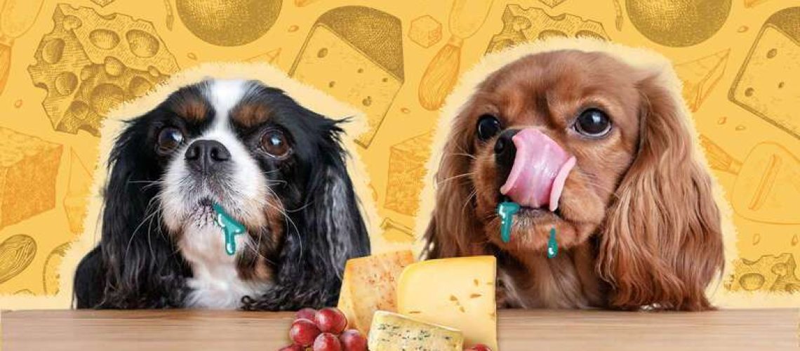 Can Dogs Eat Cheese?-WildCreaturey