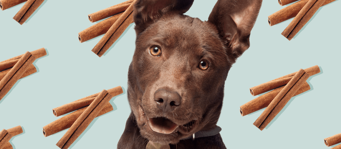 Can Dogs Eat Cinnamon?-WildCreaturey