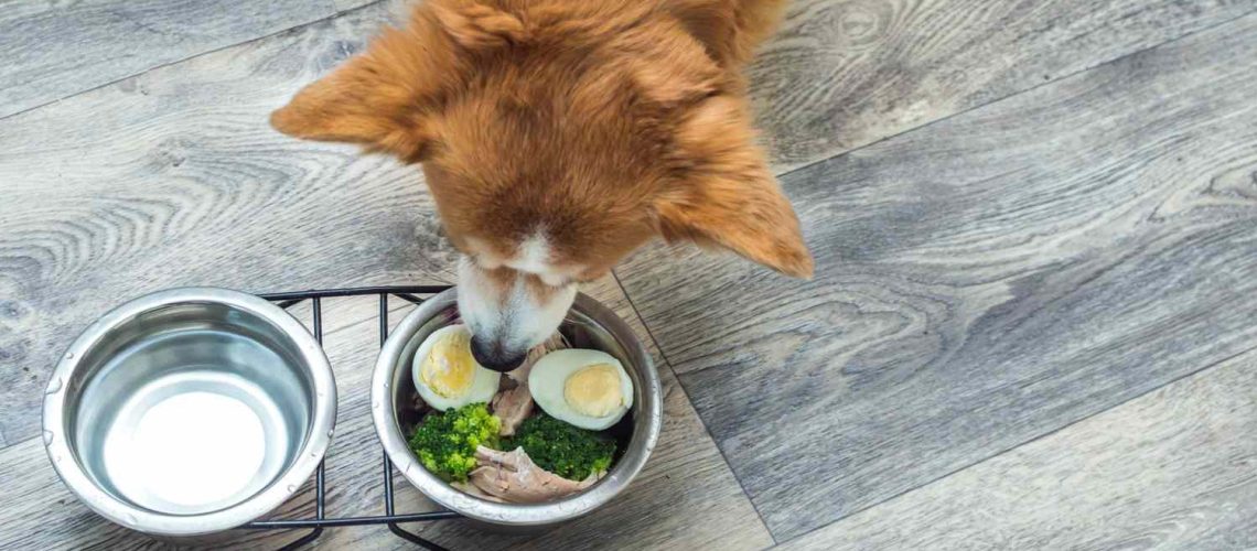 Can Dogs Eat Eggs?-WildCreaturey