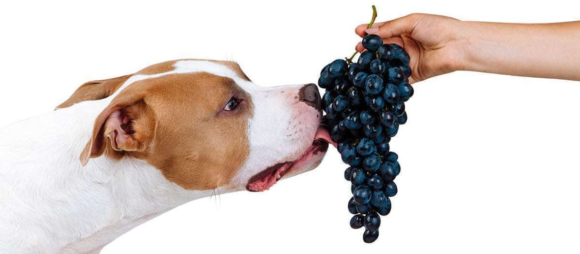 Can Dogs Eat Grapes?-WildCreaturey