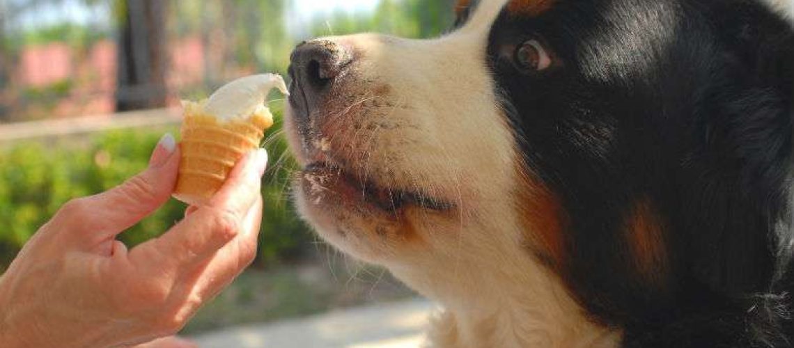 Can Dogs Eat Ice Cream?-WildCreaturey