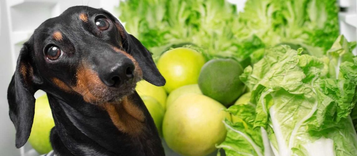 Can Dogs Eat Lettuce?-WildCreaturey