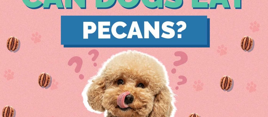 Can Dogs Eat Pecans?-WildCreaturey