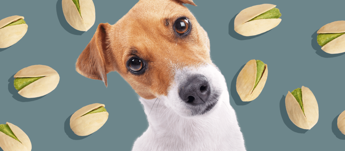 Can Dogs Eat Pistachios?-WildCreaturey