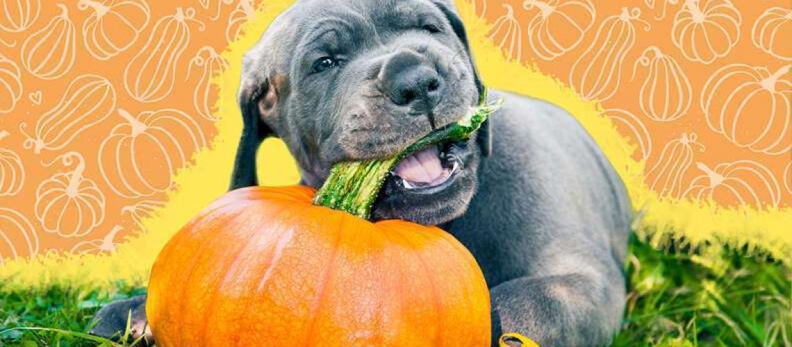 Can Dogs Eat Pumpkin?-WildCreaturey