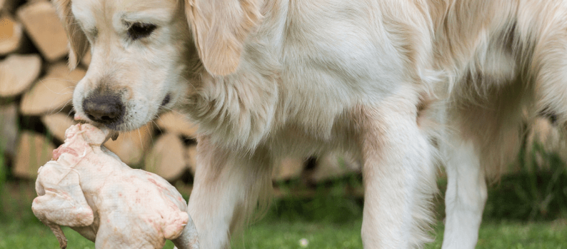 Can Dogs Eat Raw Chicken?-WildCreaturey