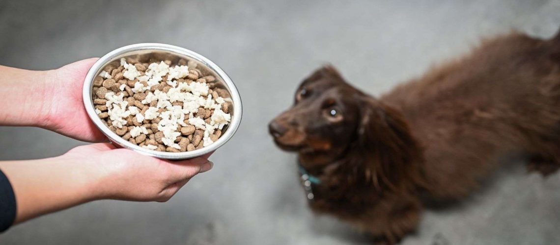 Can Dogs Eat Rice?-WildCreaturey