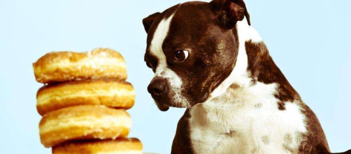 Can Dogs Eat Sugar?-WildCreaturey