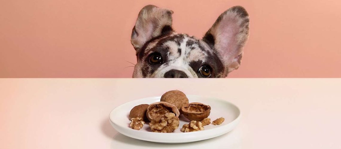 Can Dogs Eat Walnuts?-WildCreaturey