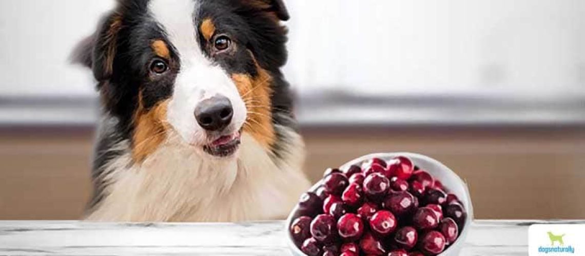 Can Dogs Have Cranberry Juice?-WildCreaturey