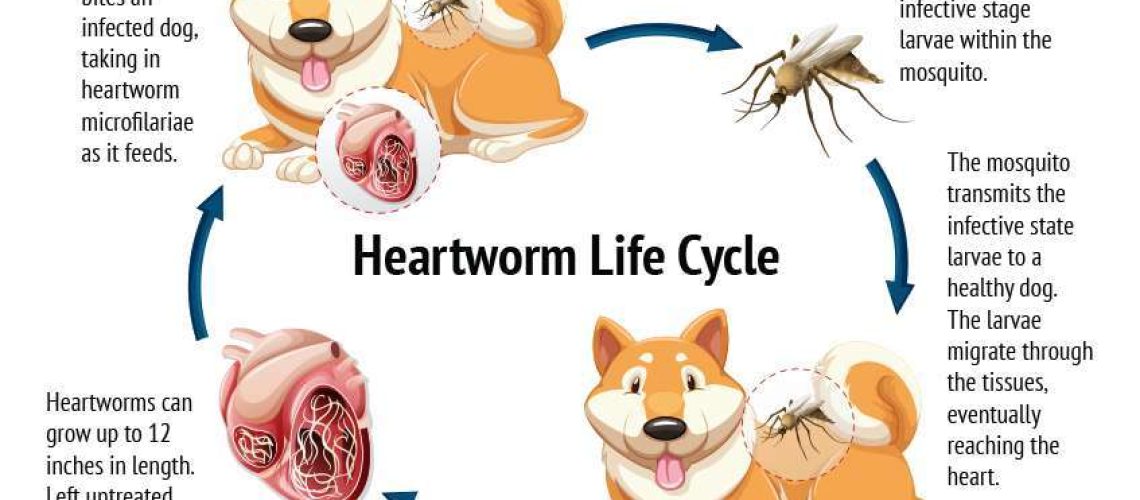 Can I Catch Heartworms From My Dog?-WildCreaturey