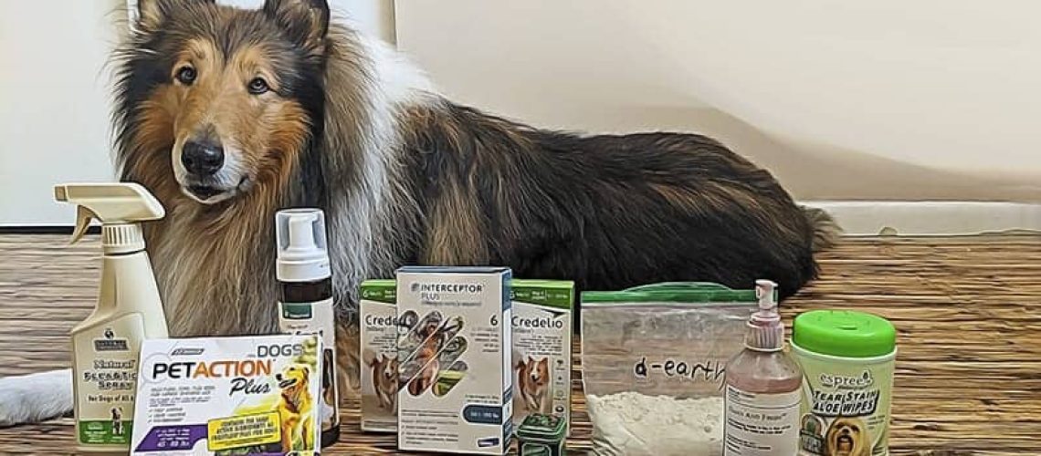 Can Ivermectin Be Given to Collies?-WildCreaturey