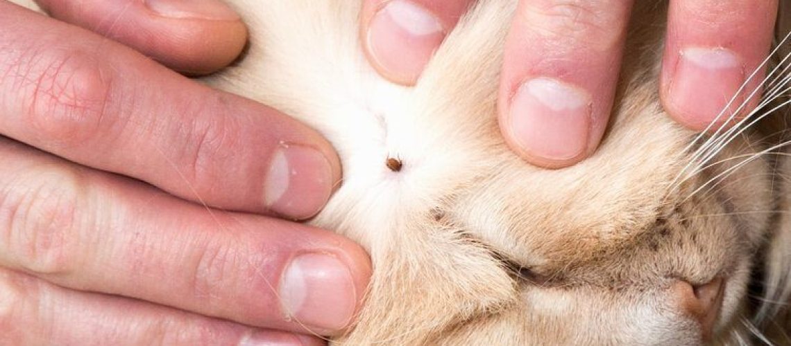 Man removing tick from cat fur