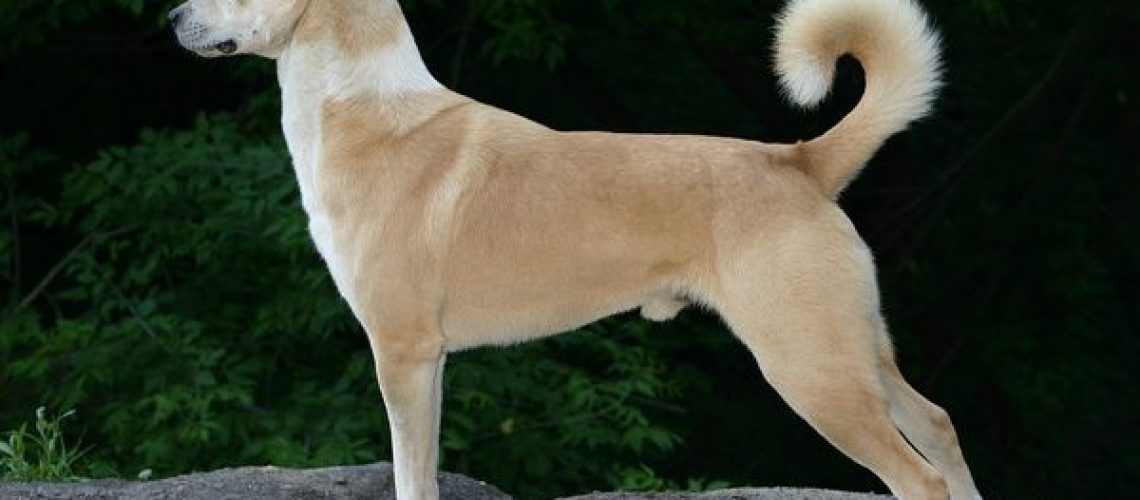 Canaan Dog: Breed Characteristics & Care-WildCreaturey